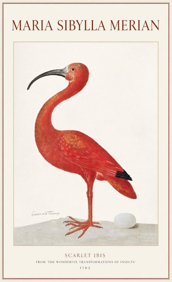 Maria Sibylla Merian Scarlet Ibis No1 - Juliste