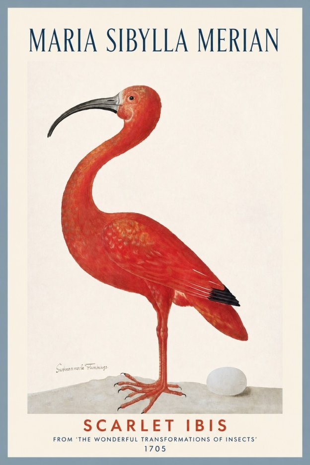 Maria Sibylla Merian Scarlet Ibis No2 - Juliste