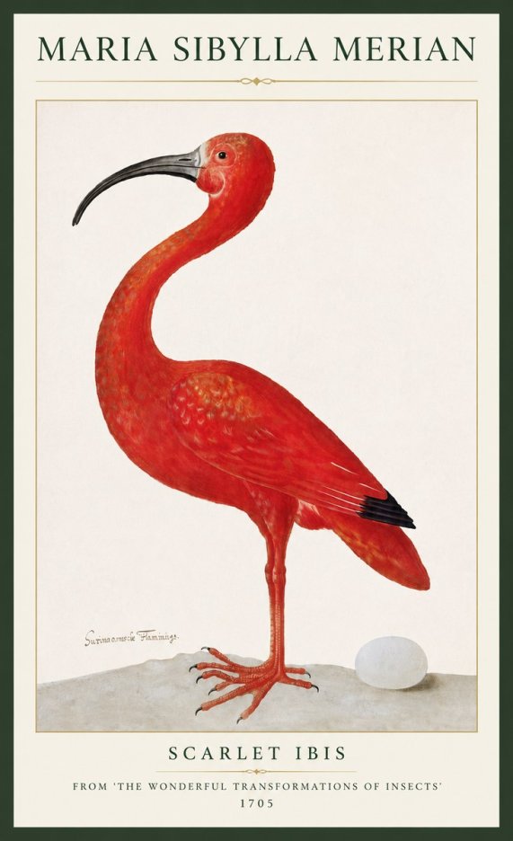 Maria Sibylla Merian Scarlet Ibis No3 - Juliste