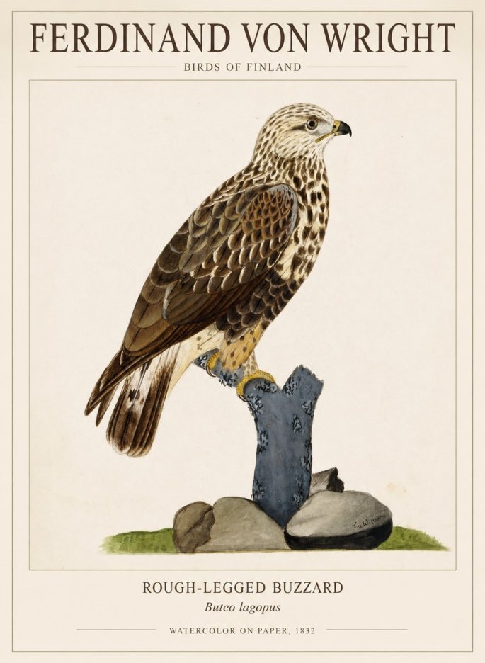 Ferdinand von Wright Rough-legged Buzzard No1 - Juliste