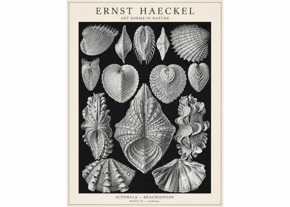 Ernst Haeckel Acephala — Brachiopods Plate 55 — Cytherea. No1 - Juliste