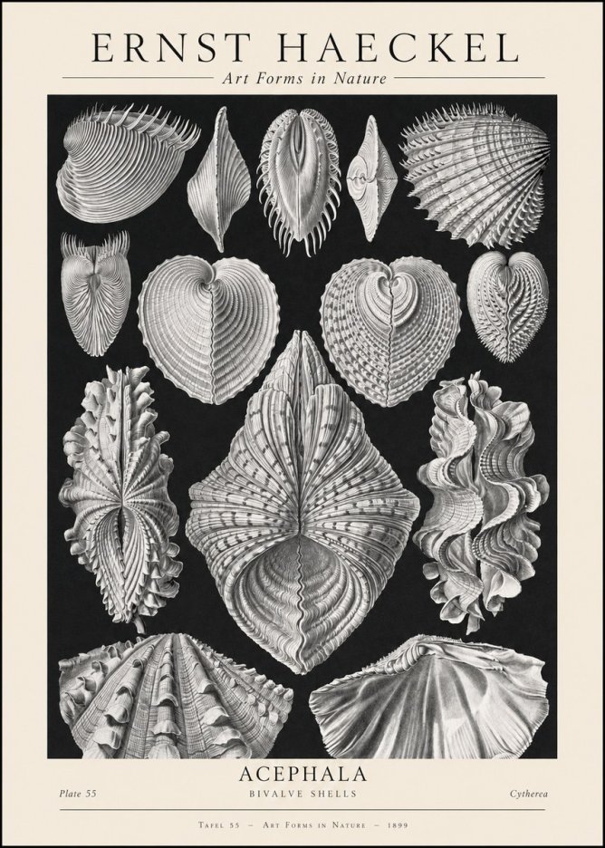 Ernst Haeckel Acephala — Brachiopods Plate 55 — Cytherea. No2 - Juliste