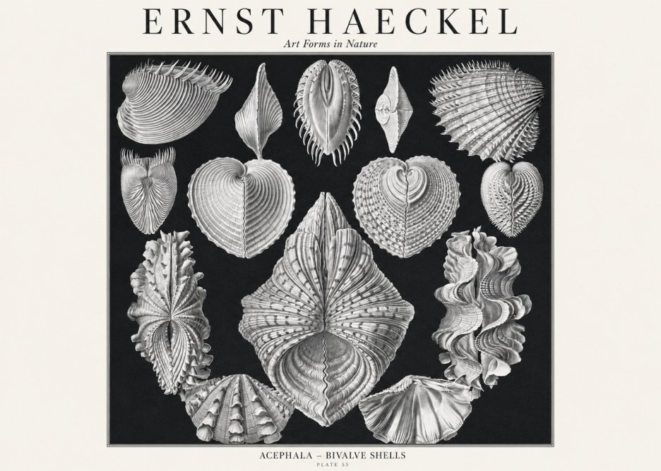 Ernst Haeckel Acephala — Brachiopods Plate 55 — Cytherea. No3 - Juliste