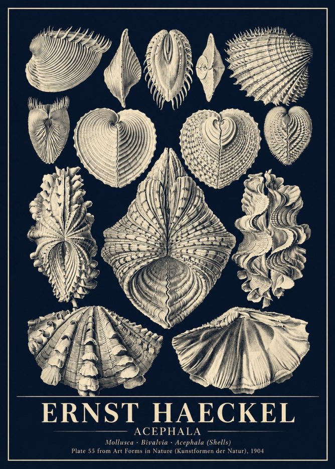 Ernst Haeckel Acephala — Brachiopods Plate 55 — Cytherea. No6 - Juliste