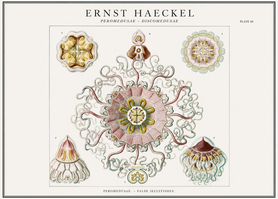Ernst Haeckel Peromedusae – Discomedusae No1 - Juliste