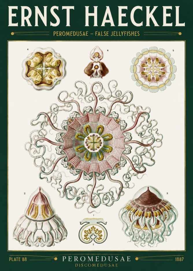 Ernst Haeckel Peromedusae – Discomedusae No2 - Juliste