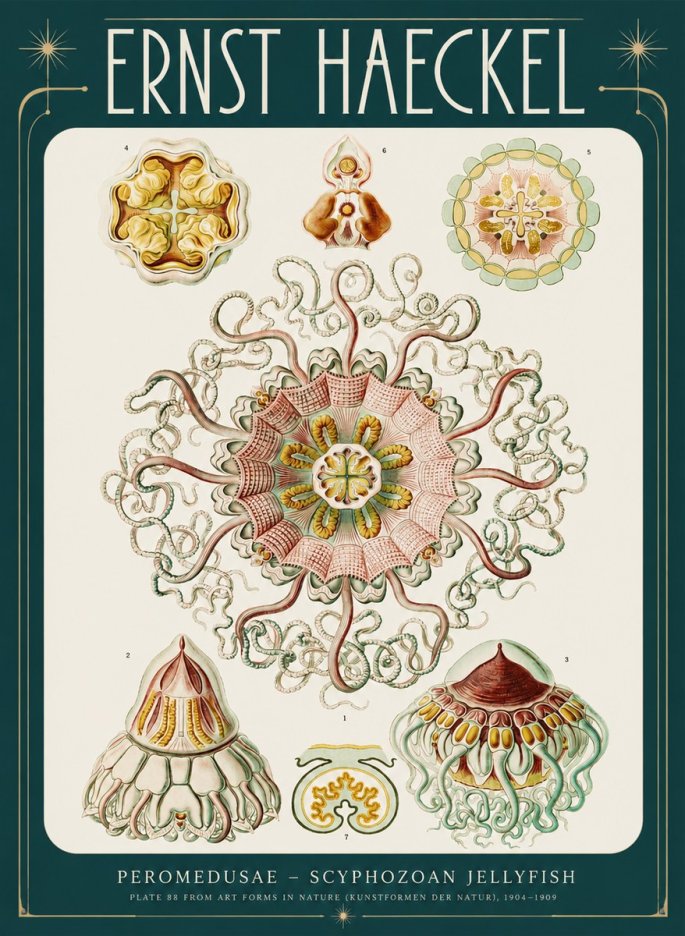 Ernst Haeckel Peromedusae – Discomedusae No4 - Juliste