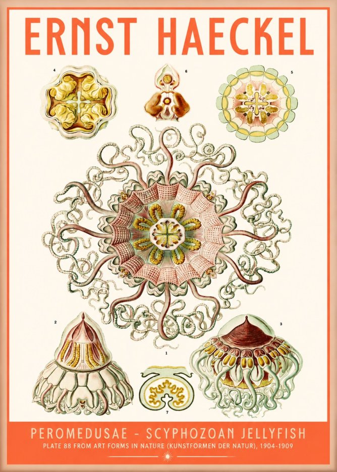 Ernst Haeckel Peromedusae – Discomedusae No5 - Juliste