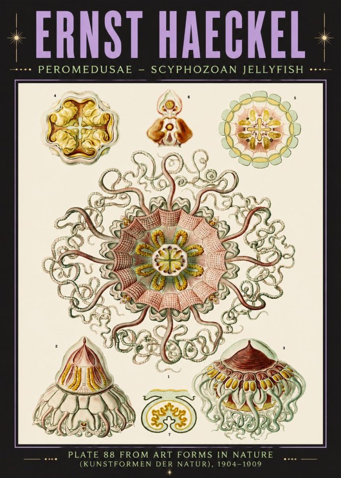 Ernst Haeckel Peromedusae – Discomedusae No6 - Juliste
