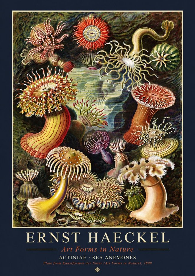 Ernst Haeckel Sea Anemones No4 - Juliste