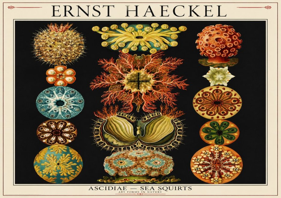 Ernst Haeckel Ascidiae — Sea Squirts No1 - Juliste