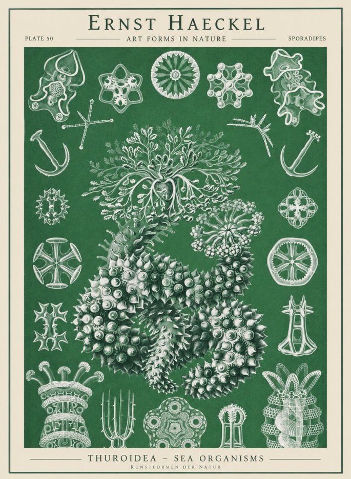 Ernst Haeckel Thuroidea - Sea Organisms No1 - Juliste