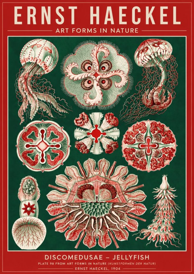Ernst Haeckel Discomedusae - the Jellyfish No4 - Juliste