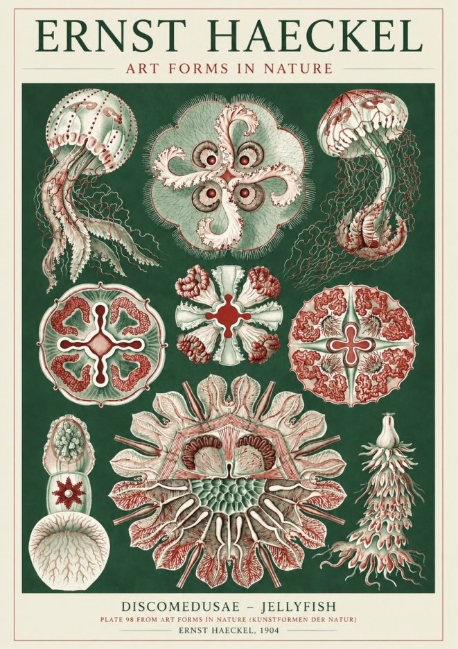 Ernst Haeckel Discomedusae - the Jellyfish No5 - Juliste