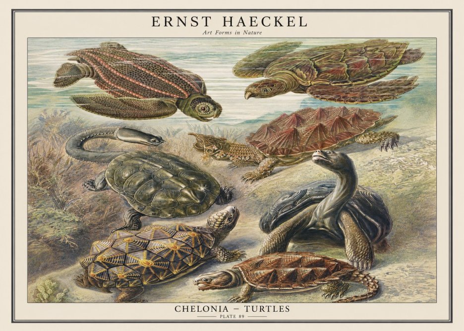 Ernst Haeckel Chelonia - Turtles No1 - Juliste