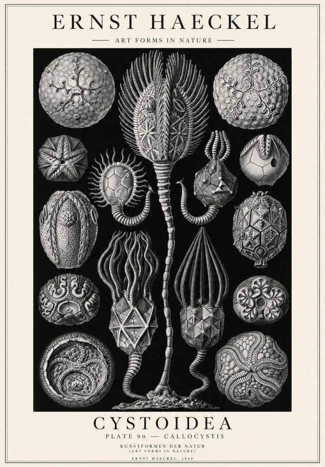 Ernst Haeckel Cystoidea - Callocystis No1 - Juliste
