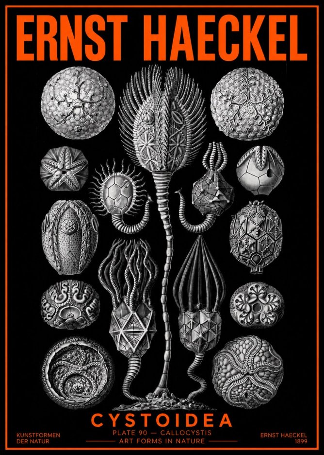 Ernst Haeckel Cystoidea - Callocystis No2 - Juliste