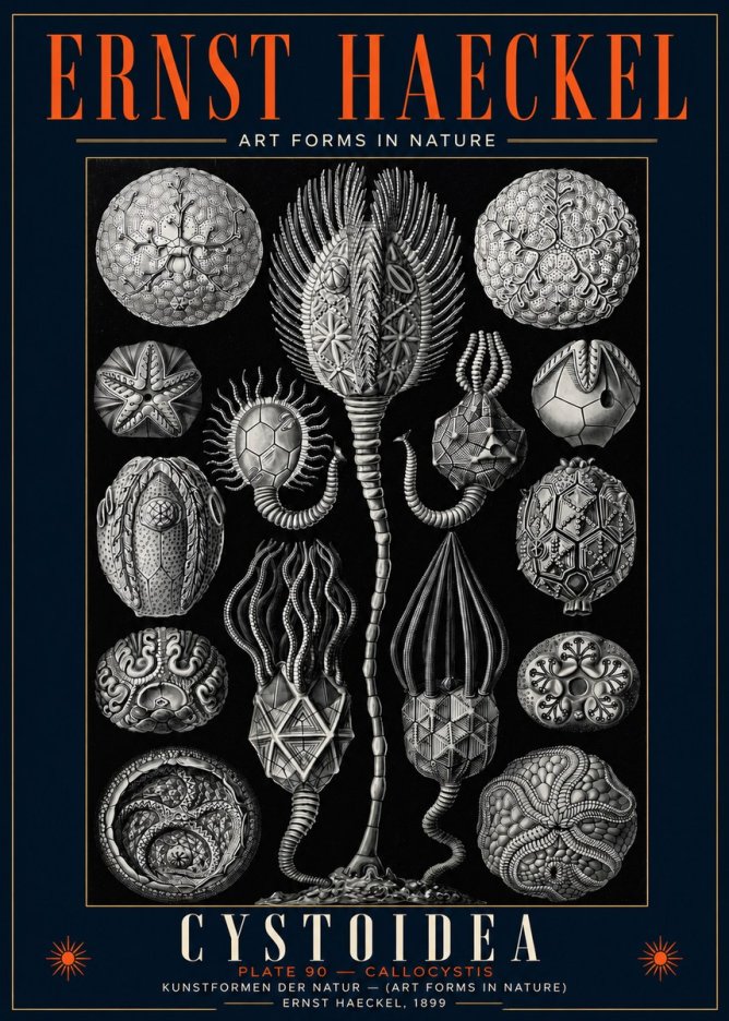 Ernst Haeckel Cystoidea - Callocystis No5 - Juliste