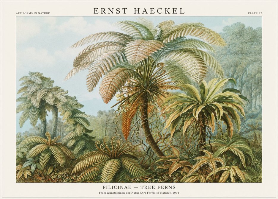 Ernst Haeckel Filicinae – Tree Ferns No1 - Juliste