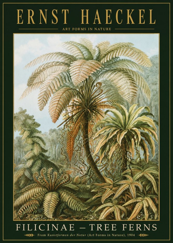 Ernst Haeckel Filicinae – Tree Ferns No2 - Juliste