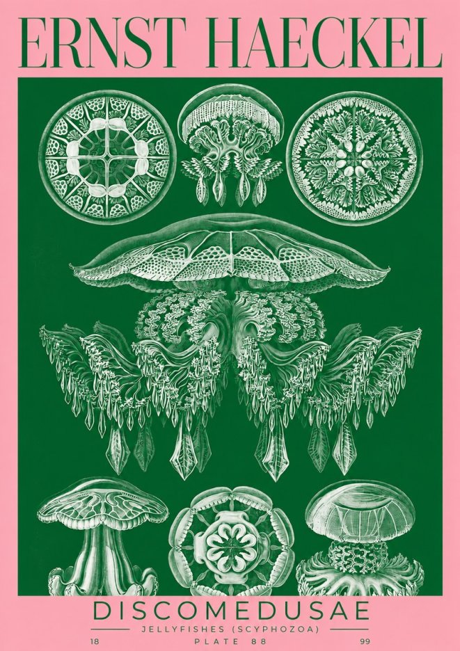 Ernst Haeckel Discomedusae (Scyphozoa) Plate 88 No2 - Juliste