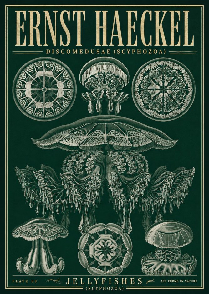 Ernst Haeckel Discomedusae (Scyphozoa) Plate 88 No5 - Juliste