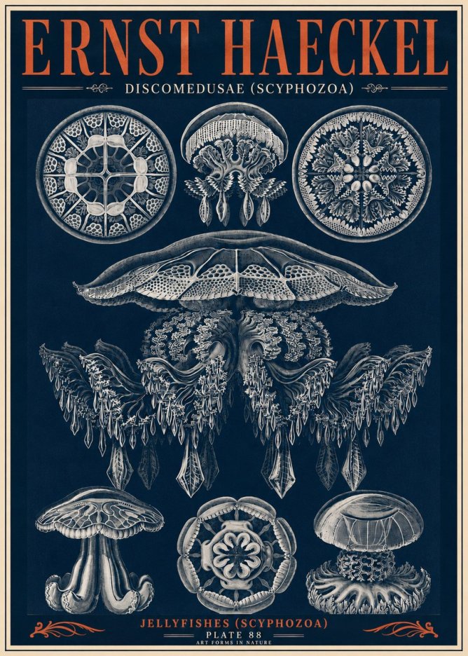 Ernst Haeckel Discomedusae (Scyphozoa) Plate 88 No6 - Juliste