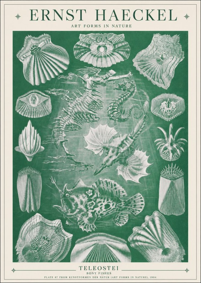 Ernst Haeckel Teleostei - Bony Fishes No1 - Juliste