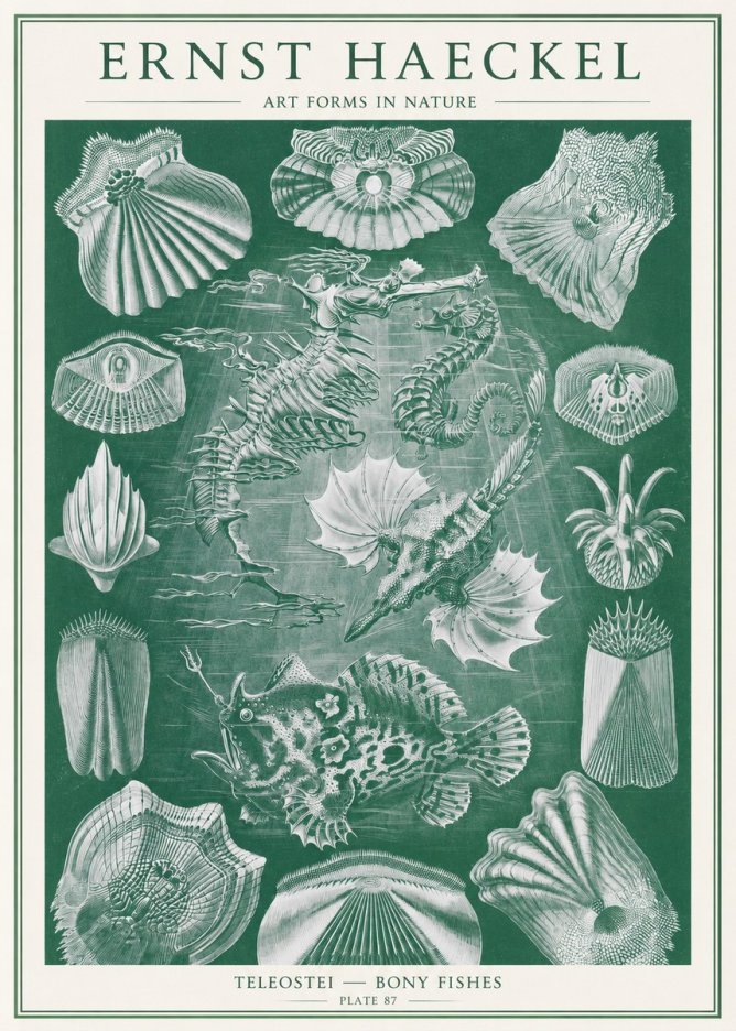 Ernst Haeckel Teleostei - Bony Fishes No2 - Juliste