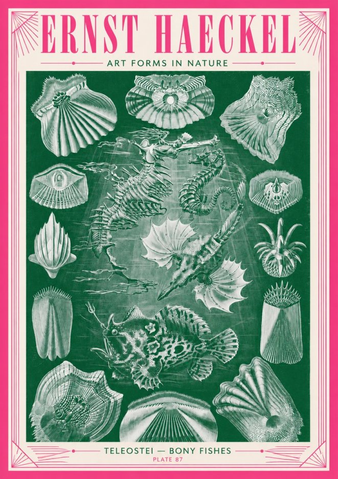 Ernst Haeckel Teleostei - Bony Fishes No3 - Juliste