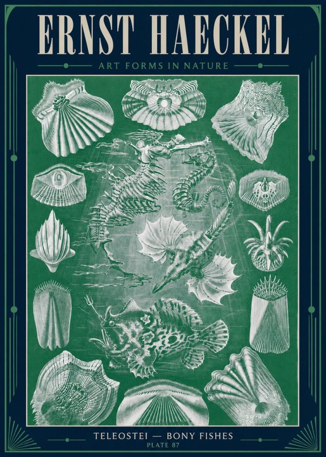 Ernst Haeckel Teleostei - Bony Fishes No4 - Juliste