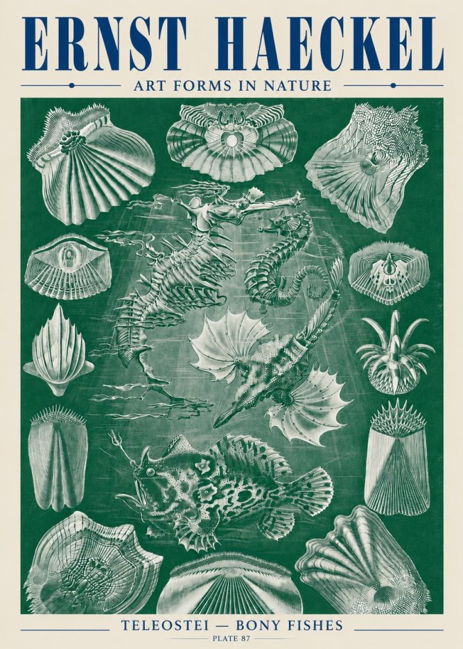 Ernst Haeckel Teleostei - Bony Fishes No5 - Juliste