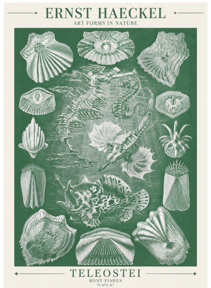 Ernst Haeckel Teleostei - Bony Fishes No6 - Juliste
