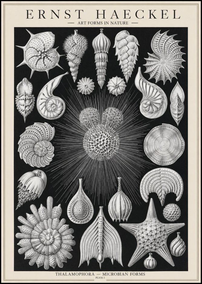 Ernst Haeckel Thalamophora - Microbian Forms - Plate 2 No1 - Juliste