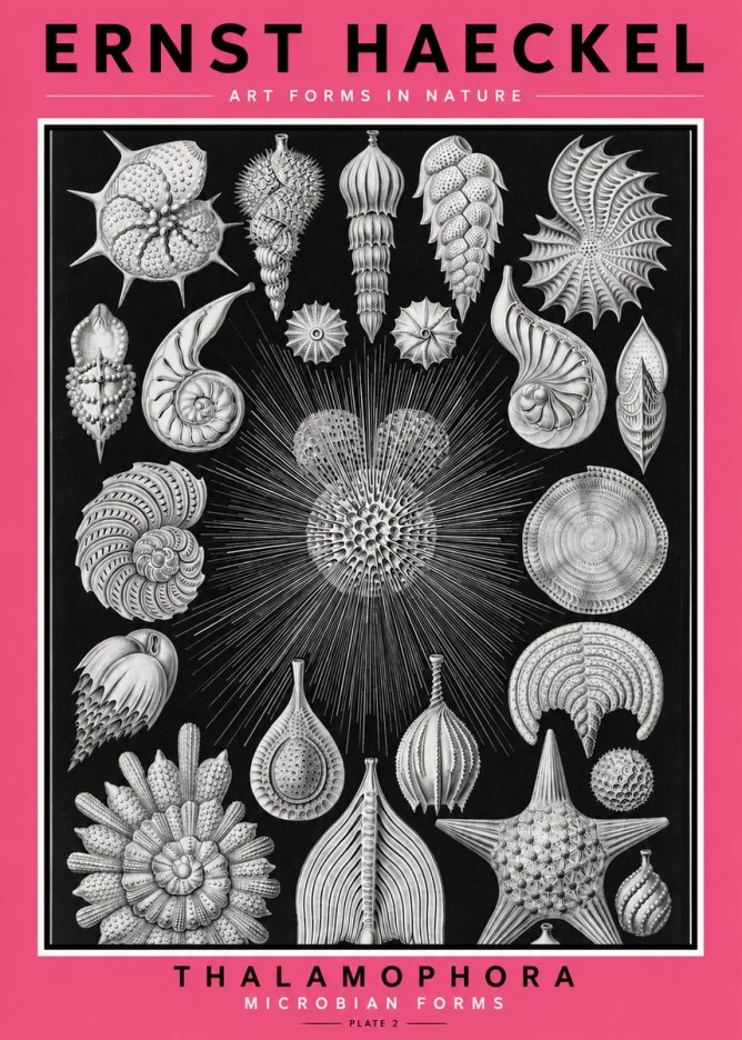 Ernst Haeckel Thalamophora - Microbian Forms - Plate 2 No2 - Juliste