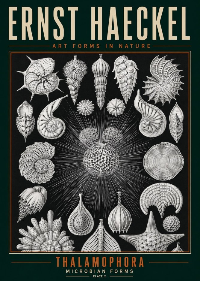 Ernst Haeckel Thalamophora - Microbian Forms - Plate 2 No3 - Juliste