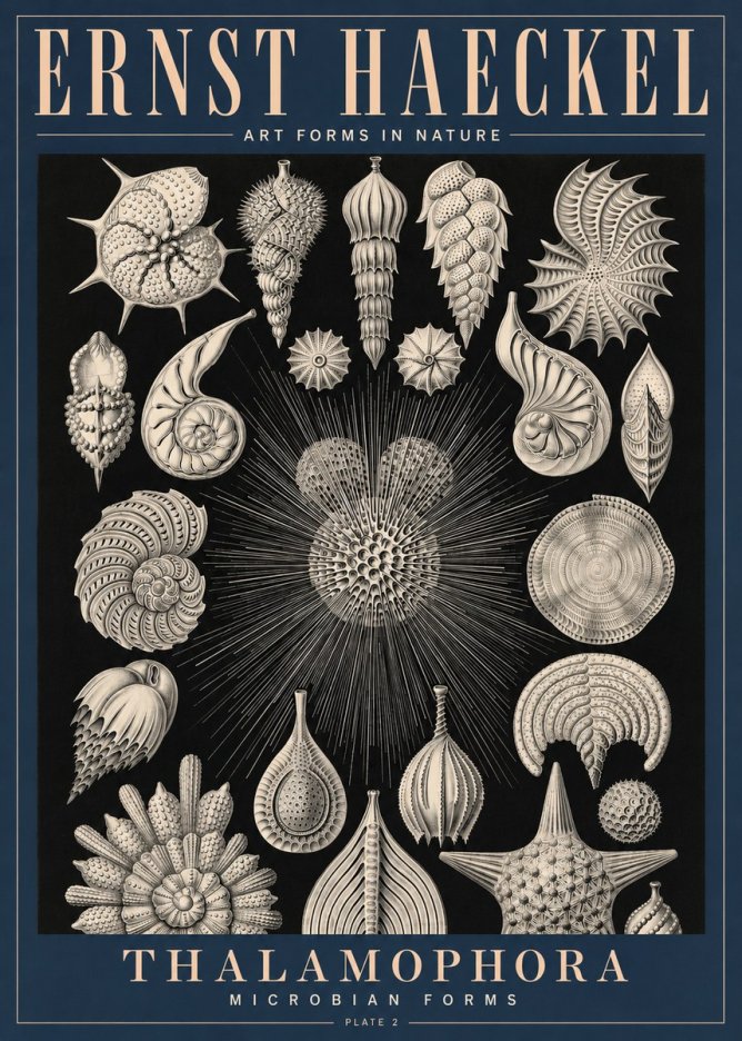 Ernst Haeckel Thalamophora - Microbian Forms - Plate 2 No4 - Juliste