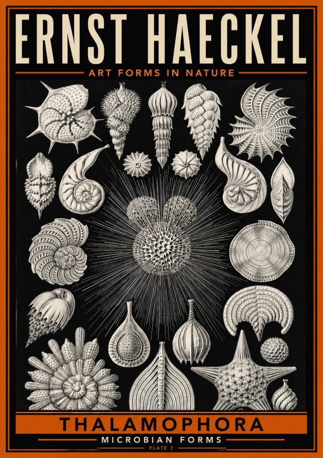 Ernst Haeckel Thalamophora - Microbian Forms - Plate 2 No6 - Juliste