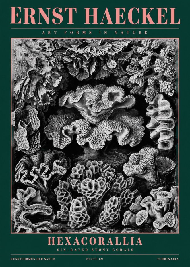 Ernst Haeckel Hexacorallia No2 - Juliste