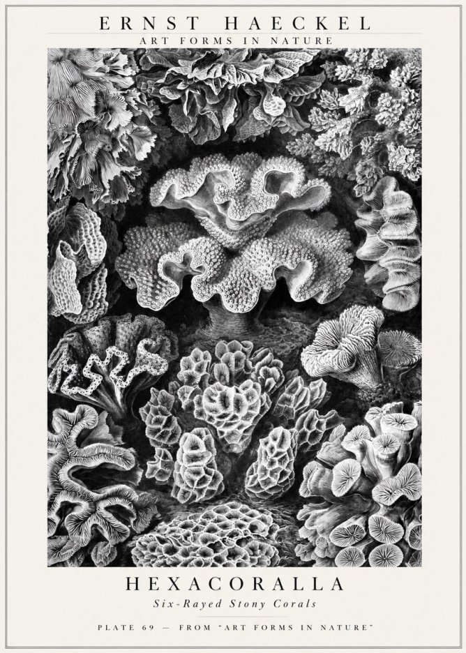 Ernst Haeckel Hexacorallia No3 - Juliste