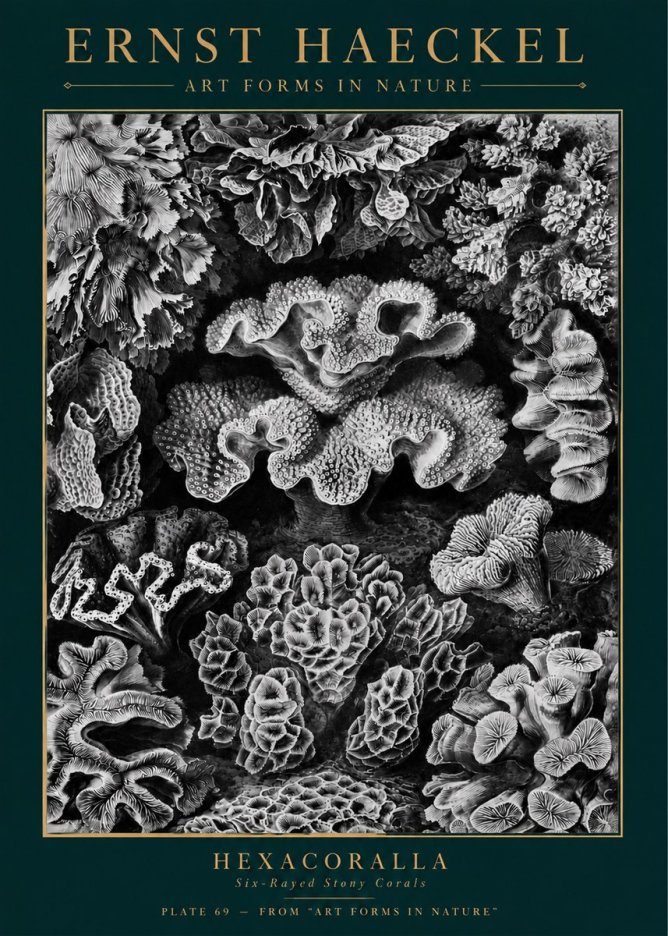 Ernst Haeckel Hexacorallia No5 - Juliste