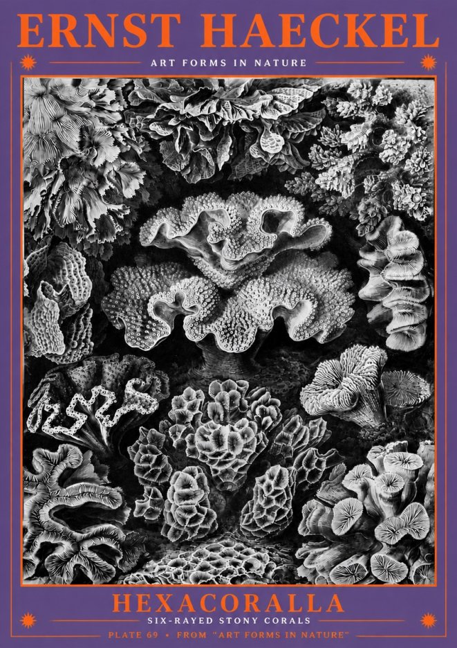 Ernst Haeckel Hexacorallia No6 - Juliste