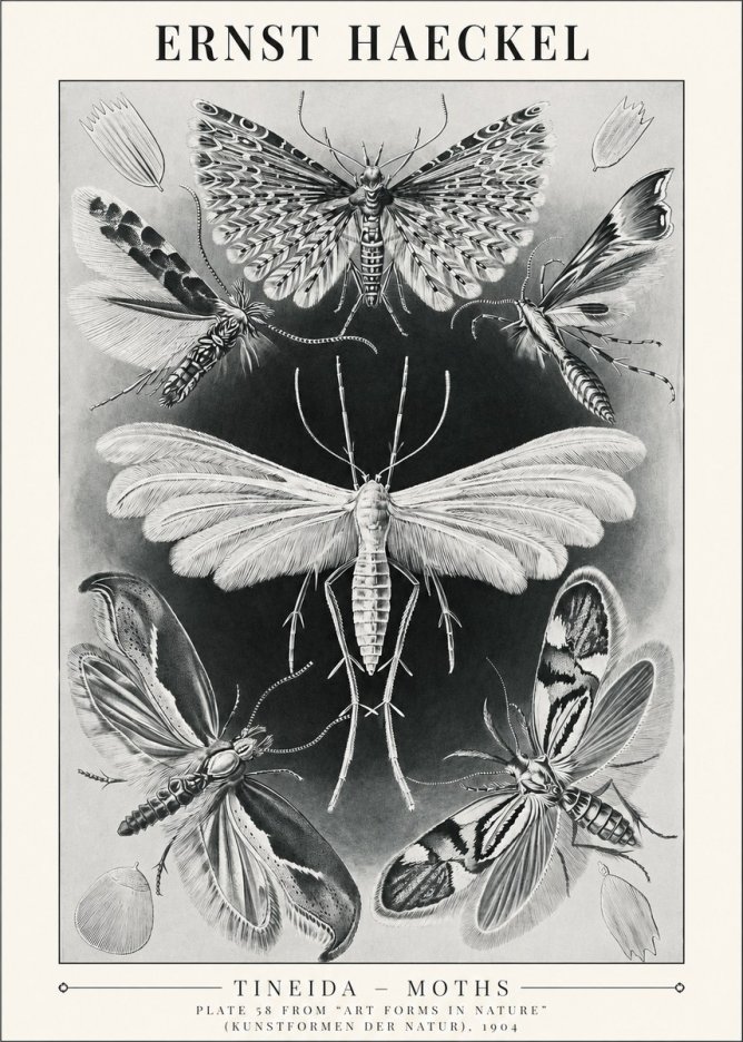 Ernst Haeckel Tineida - Moths No1 - Juliste