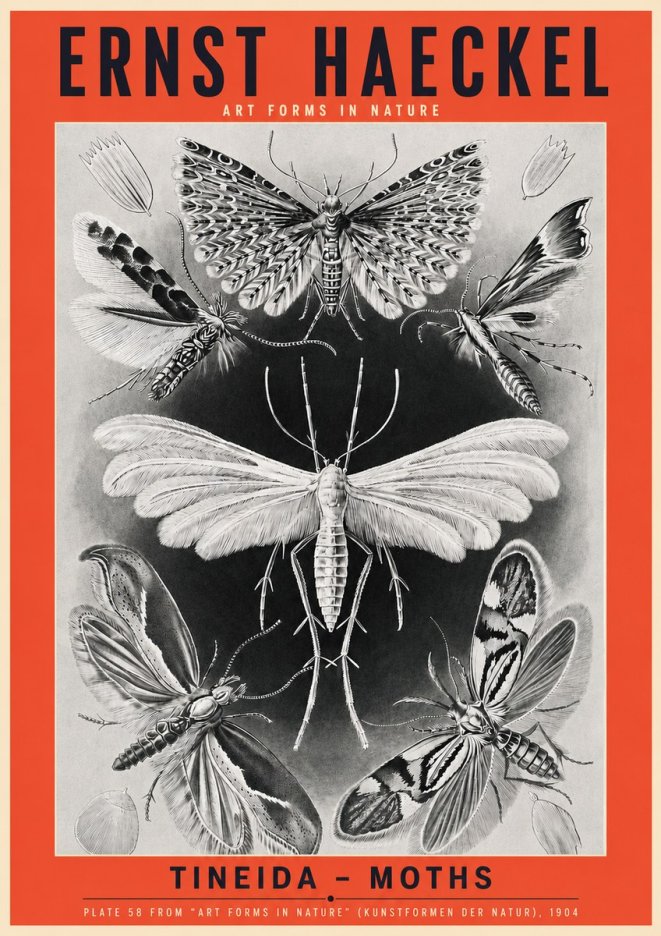 Ernst Haeckel Tineida - Moths No3 - Juliste