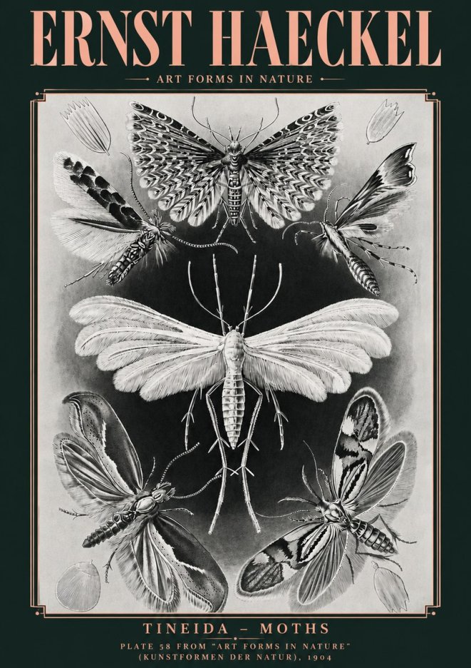 Ernst Haeckel Tineida - Moths No4 - Juliste