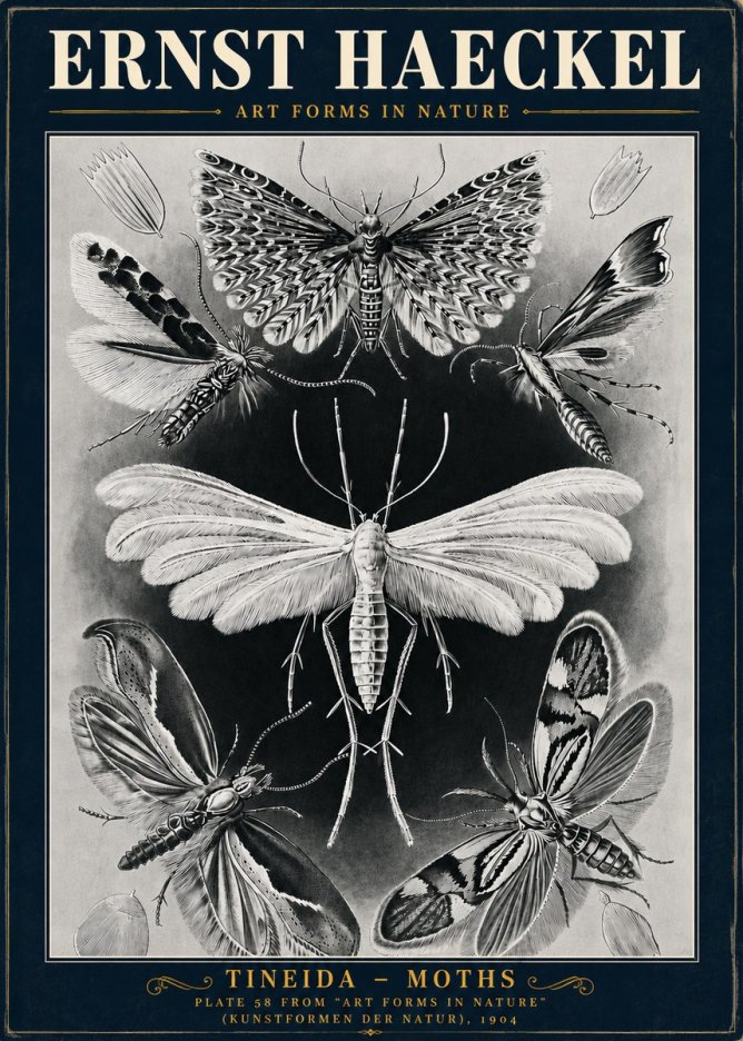 Ernst Haeckel Tineida - Moths No5 - Juliste