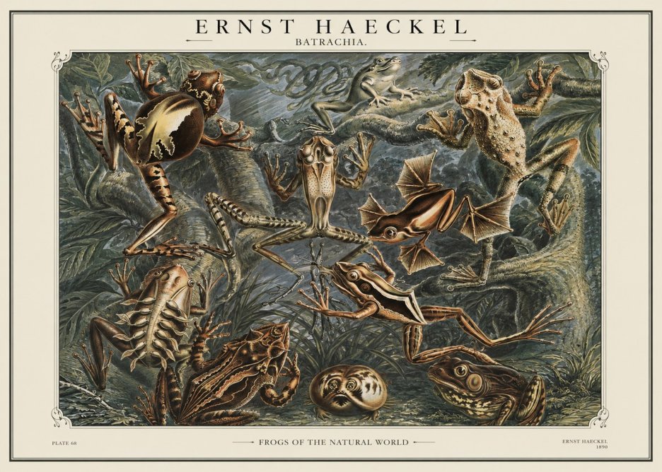 Ernst Haeckel Frogs of the Natural World No1 - Juliste