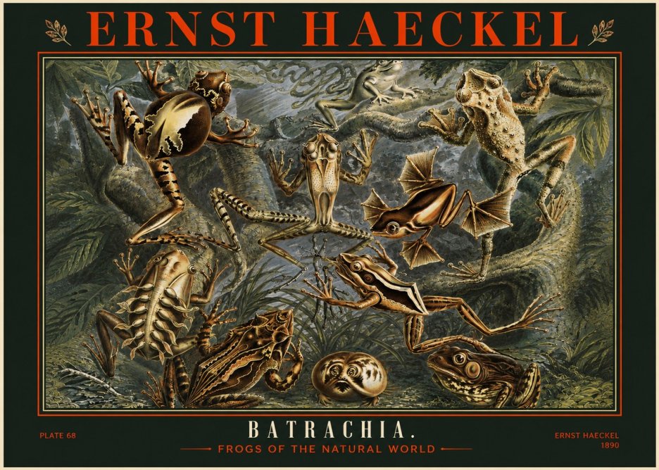 Ernst Haeckel Frogs of the Natural World No2 - Juliste