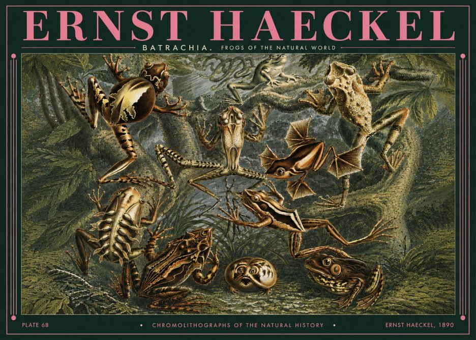 Ernst Haeckel Frogs of the Natural World No3 - Juliste