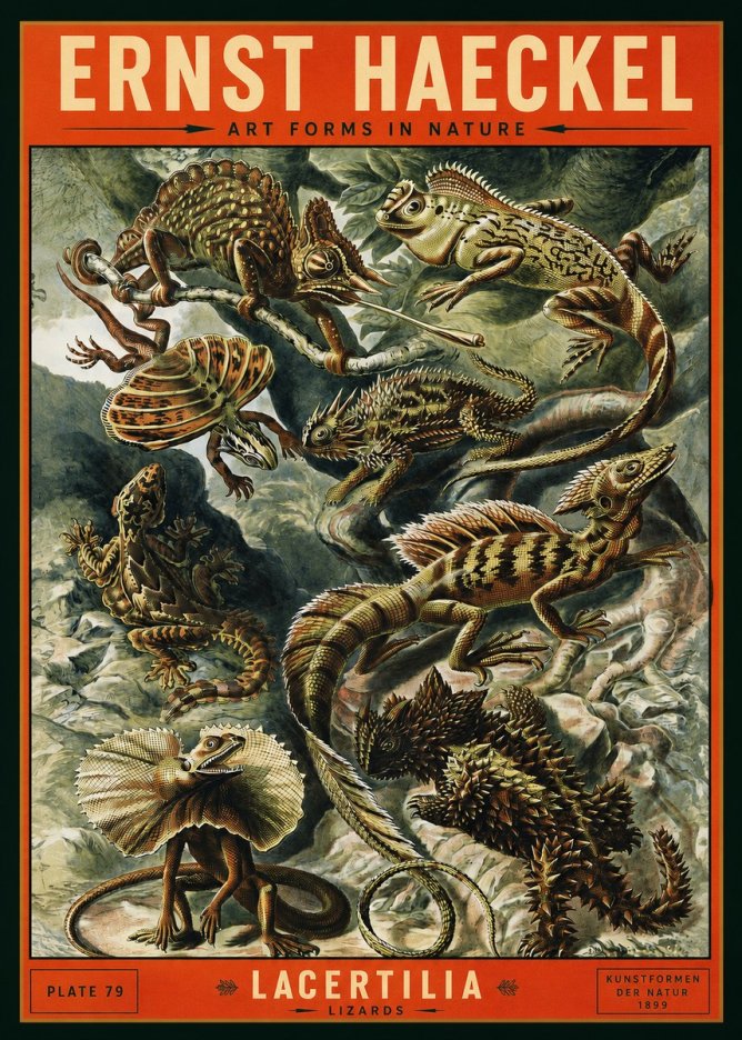 Ernst Haeckel Lacertilia Lizards No2 - Juliste